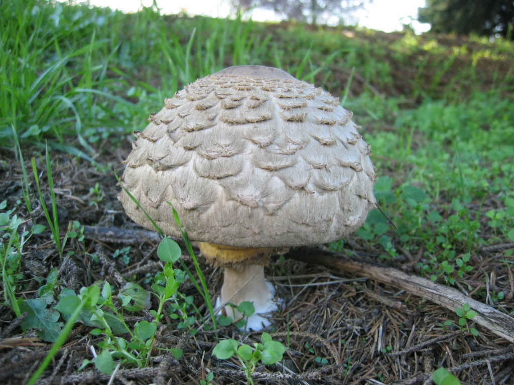 2005 :  Un anno di funghi